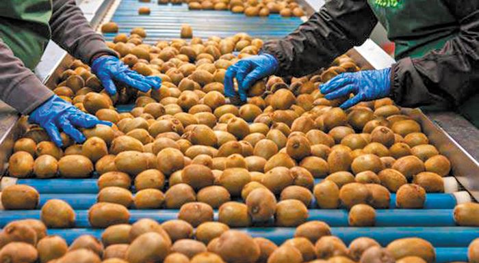 epitheorites-apo-to-vietnam-episkefthikan-ellinikes-ekmetallefseis-aktinidion-317303