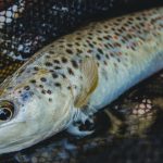 Απαγόρευση αλιείας πέστροφας στην Περιφέρεια Ηπείρου