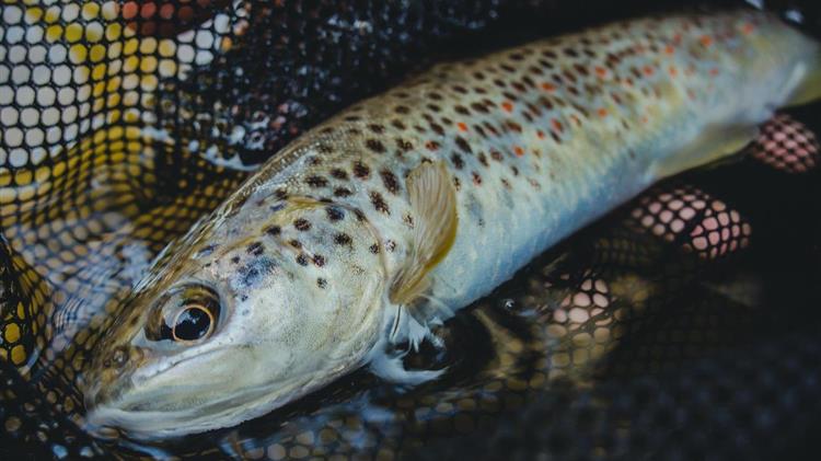Απαγόρευση αλιείας πέστροφας στην Περιφέρεια Ηπείρου