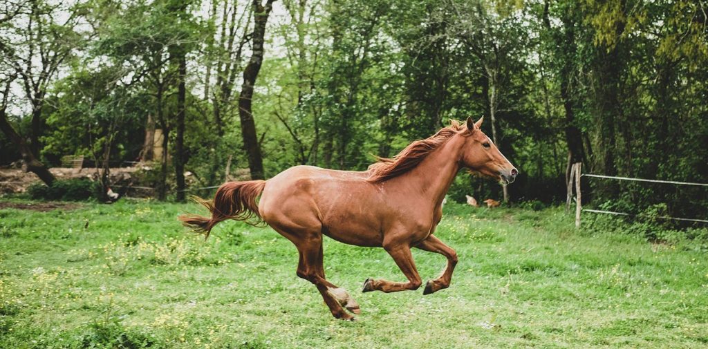 Έως και τις 9 Νοεμβρίου η καταχώρηση αριθμού σήμανσης ίππων αυτόχθονων φυλών