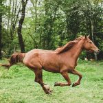 Έως και τις 9 Νοεμβρίου η καταχώρηση αριθμού σήμανσης ίππων αυτόχθονων φυλών