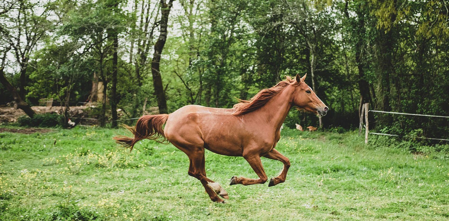 Έως και τις 9 Νοεμβρίου η καταχώρηση αριθμού σήμανσης ίππων αυτόχθονων φυλών