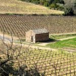 Η Γαλλία στηρίζει τη βιομηχανία κρασιού με 150 εκατ. δολάρια για εκρίζωση αμπελιών