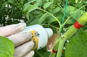 Καινοτόμες λύσεις της Andermatt Anthesis για καταπολέμηση αλευρώδη στην τομάτα - Fresher