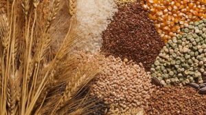 Μείωση 20% στις εξαγωγές δημητριακών της ΕΕ το πρώτο εξάμηνο του 2025