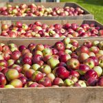 Ανώτερη των προσδοκιών, αλλά παραμένει χαμηλή η φετινή παραγωγή μήλων και αχλαδιών ΕΕ - Fresher