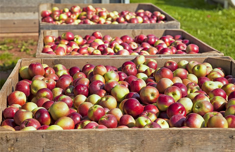Ανώτερη των προσδοκιών, αλλά παραμένει χαμηλή η φετινή παραγωγή μήλων και αχλαδιών ΕΕ - Fresher