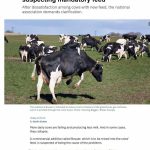 Οι αγελάδες πεθαίνουν...