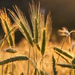 Η Τουρκία αυξάνει τις ποσοστώσεις για εισαγωγές σε κριθάρι και καλαμπόκι