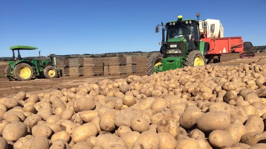 Η υπερπαραγωγή πιέζει τις τιμές στην ευρωπαϊκή και παγκόσμια αγορά πατάτας