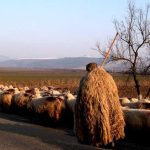 Πόσα χρήματα θα πάρουν οι κτηνοτρόφοι ανά ζώο και πότε