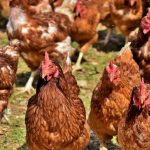 Γρίπη των πτηνών: Νέα μέτρα πρόληψης σε 1.200 ισπανικούς δήμους