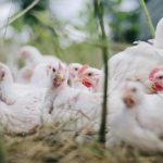 Πρώτος θάνατος από γρίπη των πτηνών σε άνθρωπο στις ΗΠΑ