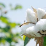 Η παγκόσμια εμπορία βαμβακιού μειώνεται κατά 7,4%