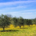 Φυτοκάλυψη: Ο απόλυτος σύμμαχος στην καταπολέμηση των εχθρών του ελαιώνα