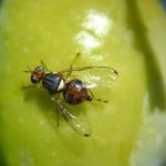 Αναποτελεσματικότητα στην υλοποίηση του προγράμματος δακοκτονίας στην Πελοπόννησο