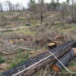 Δυναμική αναγέννηση όλων των ειδών στο δάσος της Δαδιάς