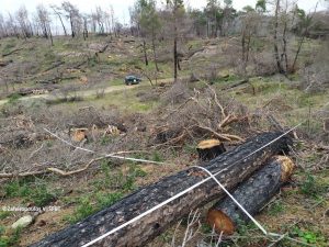 Δυναμική αναγέννηση όλων των ειδών στο δάσος της Δαδιάς