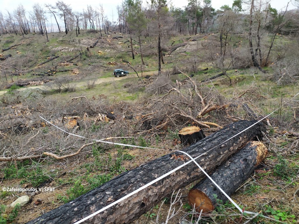 Δυναμική αναγέννηση όλων των ειδών στο δάσος της Δαδιάς