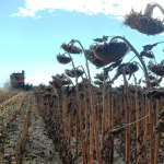 Απογοητευτική η συγκομιδή 2025 για τον ηλίανθο, μόλις 8,5 εκατ. τόνοι σε όλη την Ευρώπη