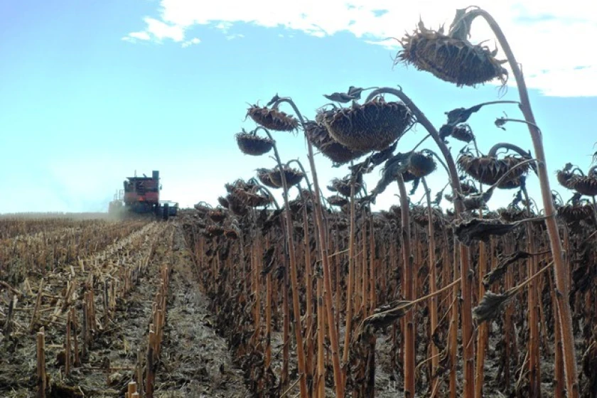 Απογοητευτική η συγκομιδή 2025 για τον ηλίανθο, μόλις 8,5 εκατ. τόνοι σε όλη την Ευρώπη