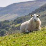 Όχι άλλη κοροϊδία, οι κτηνοτρόφοι δικαιούνται πλήρη και πραγματική αποκατάσταση!