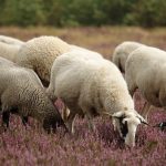 Παρατείνονται ως 13 Νοεμβρίου τα προληπτικά μέτρα κατά ευλογιάς στην Κρήτη