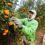 Παίρνει κεφάλι η Αίγυπτος στην παραγωγή εσπεριδοειδών στο Βόρειο Ημισφαίριο