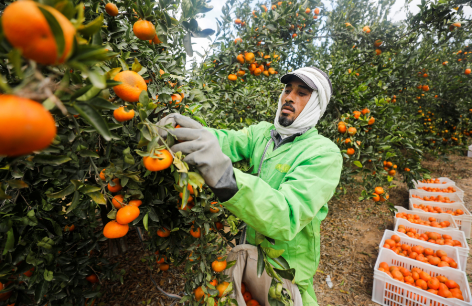 Παίρνει κεφάλι η Αίγυπτος στην παραγωγή εσπεριδοειδών στο Βόρειο Ημισφαίριο