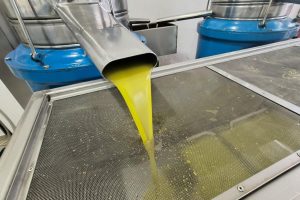 Ελαίας Καρπός