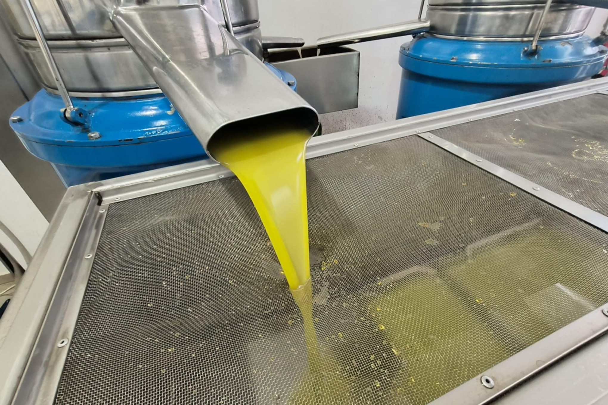 Ελαίας Καρπός