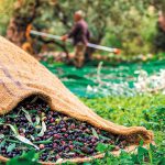 Ελιές καλαμών: Μικρότερος ο όγκος παραγωγής, αλλά με σημαντική άνοδο στις τιμές