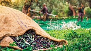 Ελιές καλαμών: Μικρότερος ο όγκος παραγωγής, αλλά με σημαντική άνοδο στις τιμές