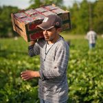 Υπό τον συντονισμό ΕΘΕΑΣ η έναρξη της συμφωνίας με Αίγυπτο για εργάτες γης