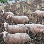 Άρχισαν συλλήψεις για παραβίαση των μέτρων βιοασφάλειας για την ευλογιά των αιγοπροβάτων