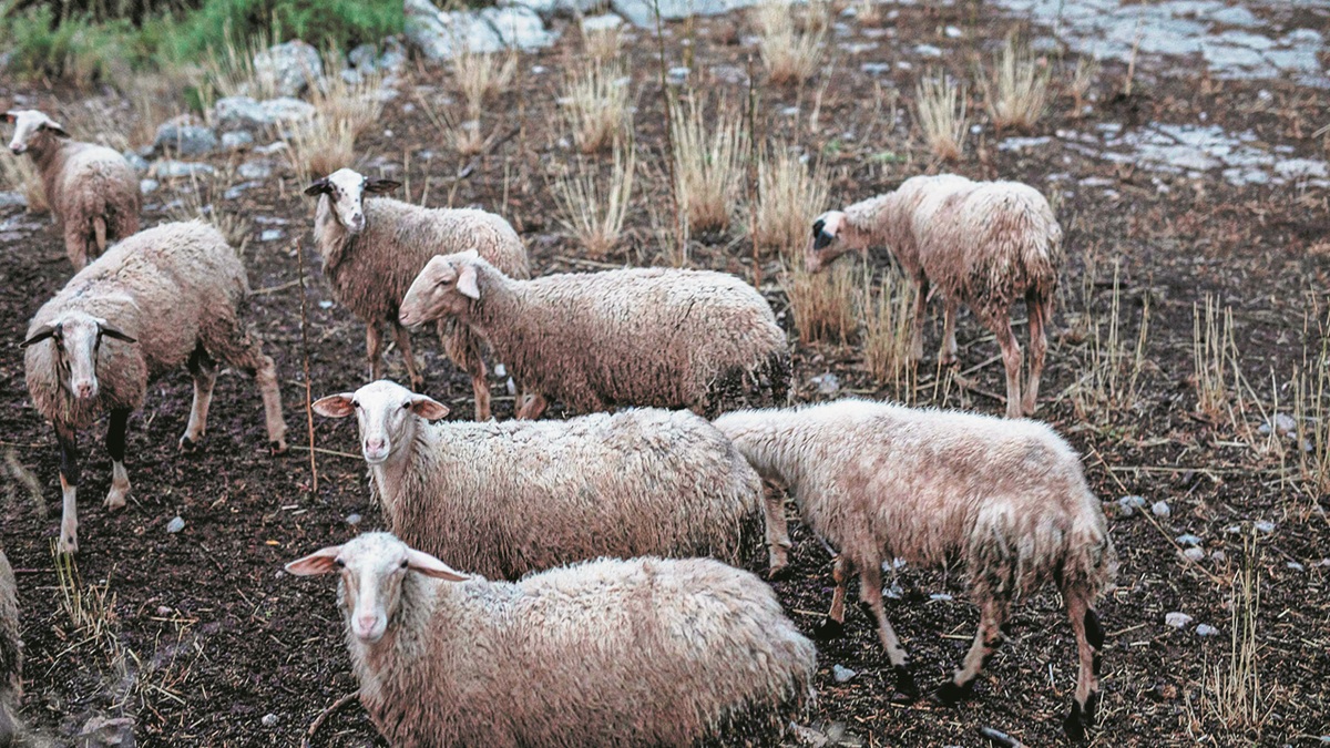 Άρχισαν συλλήψεις για παραβίαση των μέτρων βιοασφάλειας για την ευλογιά των αιγοπροβάτων