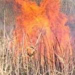 Αύξηση αιωρούμενων σωματιδίων στη Θεσσαλία λόγω καύσης σιτοκαλαμιών