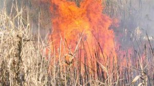 Αύξηση αιωρούμενων σωματιδίων στη Θεσσαλία λόγω καύσης σιτοκαλαμιών