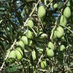 Στις Δαμασκηνοελιές οι τιμές κατρακυλούν