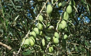 Στις Δαμασκηνοελιές οι τιμές κατρακυλούν