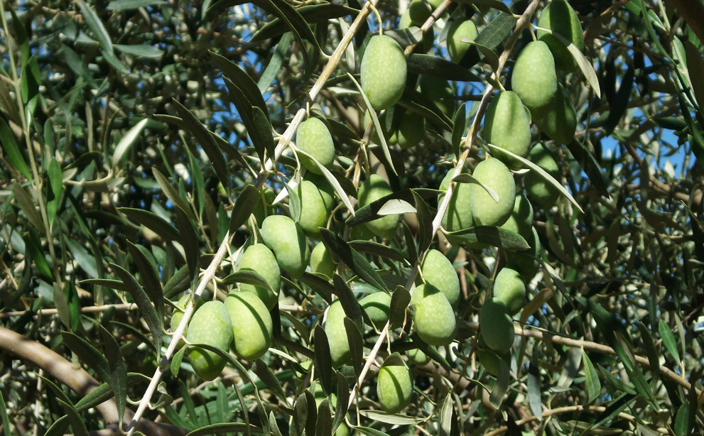 Στις Δαμασκηνοελιές οι τιμές κατρακυλούν