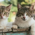 Ζευγάρι κρατούσε 51 γάτες για να τις φάει