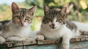 Ζευγάρι κρατούσε 51 γάτες για να τις φάει