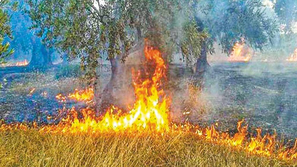 “Καμπανάκι” για υπερβάσεις αιωρούμενων σωματιδίων σε Λάρισα, Τρίκαλα, Καρδίτσα λόγω καύσης σιτοκαλαμιών
