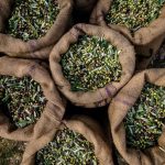 Παρατηρητήριο τιμών ελαιολάδου (21/11/2025)