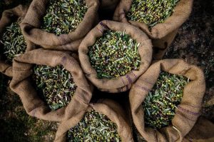 Παρατηρητήριο τιμών ελαιολάδου (21/11/2025)