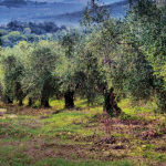 Γεωπονικό Πανεπιστήμιο Αθηνών: Υπογραφή Μνημονίου Συνεργασία με το Διεθνές Συμβούλιο Ελαιοκομίας