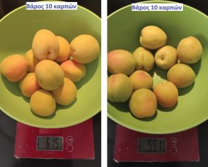 Μετασυλλεκτικές φροντίδες στα βερίκοκα από την Timac Agro | ΛΥΔΑ