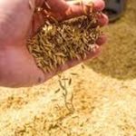 Η αγορά ρυζιού στην Ασία εισέρχεται σε βαθιά διόρθωση