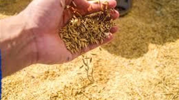 Η αγορά ρυζιού στην Ασία εισέρχεται σε βαθιά διόρθωση